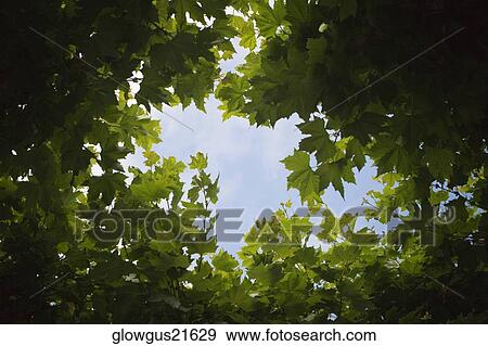 Low angle view of leaves View Large Photo Image Stock Photo - Low angle view of leaves. Fotosearch