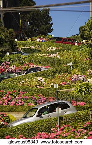 Low angle view of Lombard Street, San Francisco, California, USA View Large Photo Image Stock Photo - Low angle view of Lombard Street, San Francisco, California, USA. Fotosearch