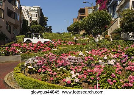 Low angle view of Lombard Street, San Francisco, California, USA View Large Photo Image Stock Photography - Low angle view of Lombard Street, San Francisco, California, USA. Fotosearch