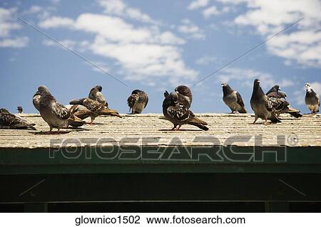 Low angle view of pigeons on a roof View Large Photo Image Stock Image - Low angle view of pigeons on a roof. Fotosearch