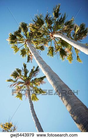 Low angle view of tall palm trees, San Diego, California, USA View Large Photo Image Stock Photo - Low angle view of tall palm trees, San Diego, California, USA. Fotosearch
