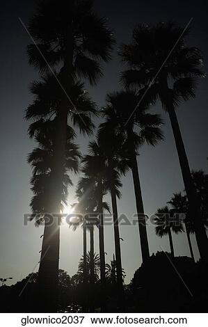 Low angle view of the silhouette of palm trees View Large Photo Image Stock Photo - Low angle view of the silhouette of palm trees. Fotosearch