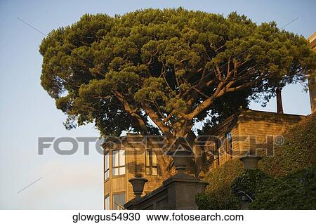 Low angle view of tree, San Francisco, California, USA View Large Photo Image Stock Image - Low angle view of tree, San Francisco, California, USA. Fotosearch
