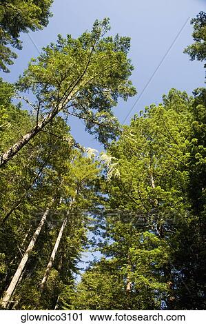 Low angle view of trees in the wilderness View Large Photo Image Stock Image - Low angle view of trees in the wilderness. Fotosearch