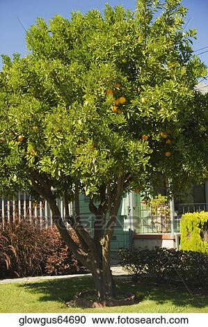 Orange tree in front of a house View Large Photo Image Stock Image - Orange tree in front of a house. Fotosearch