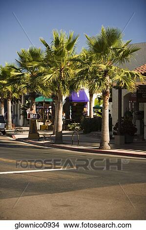 Palm trees lining a city street View Large Photo Image Picture - Palm trees lining a city street. Fotosearch