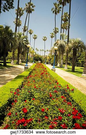 Palm trees on a lawn, Beverly Hills, Los Angeles, California, USA View Large Photo Image Picture - Palm trees on a lawn, Beverly Hills, Los Angeles, California, USA. Fotosearch