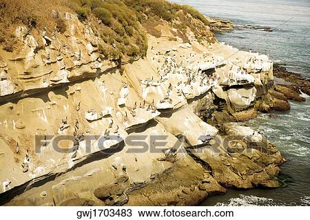 Panoramic view of a cliff at the La Jolla Reefs, La Jolla, San Diego, California, USA View Large Photo Image Stock Image - Panoramic view of a cliff at the La Jolla Reefs, La Jolla, San Diego, California, USA. Fotosearch