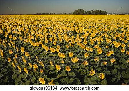 Picture - Panoramic view of a sunflower field. Fotosearch