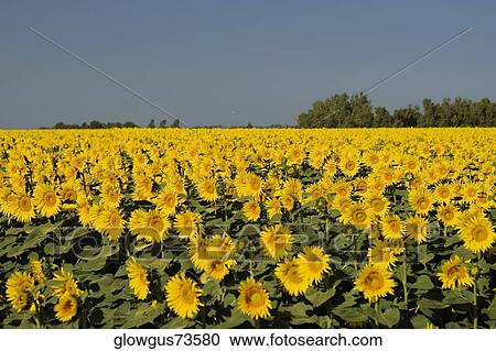 Panoramic view of a sunflower field View Large Photo Image Stock Image - Panoramic view of a sunflower field. Fotosearch