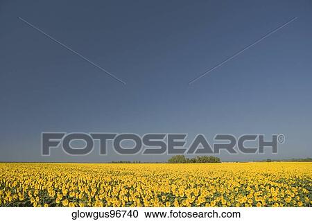 Panoramic view of a sunflower field View Large Photo Image Stock Image - Panoramic view of a sunflower field. Fotosearch