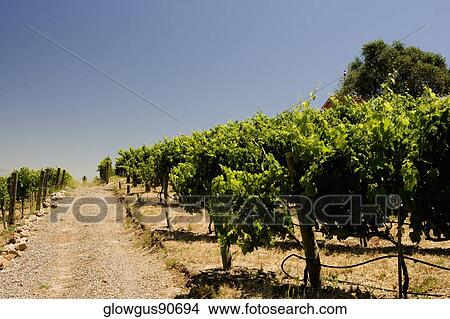 Picture - Panoramic view of a vineyard, Napa Valley, California, USA. Fotosearch