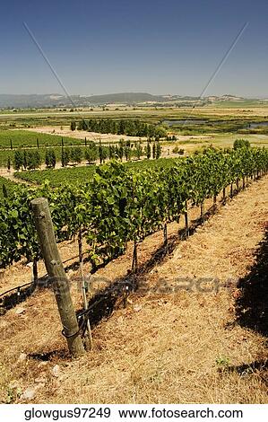 Stock Photo - Panoramic view of a vineyard, Napa Valley, California, USA. Fotosearch