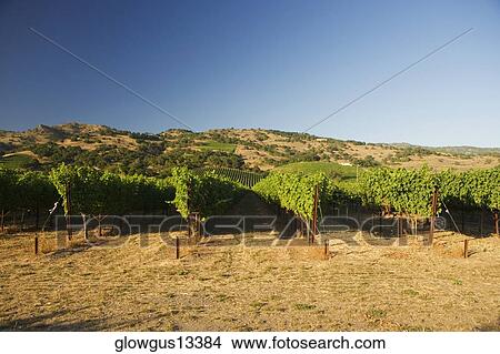 Panoramic view of a vineyard View Large Photo Image Picture - Panoramic view of a vineyard. Fotosearch