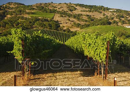 Panoramic view of a vineyard View Large Photo Image Picture - Panoramic view of a vineyard. Fotosearch