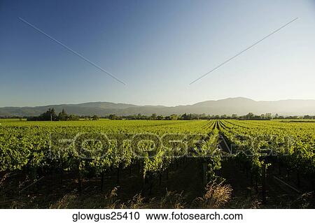 Panoramic view of a vineyard View Large Photo Image Stock Image - Panoramic view of a vineyard. Fotosearch