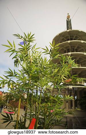 Plant in front of a tower, San Francisco, California, USA View Large Photo Image Stock Photo - Plant in front of a tower, San Francisco, California, USA. Fotosearch
