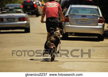 Rear view of a dog riding in back of a bike View Large Photo Image Stock Photo - Rear view of a dog riding in back of a bike. Fotosearch