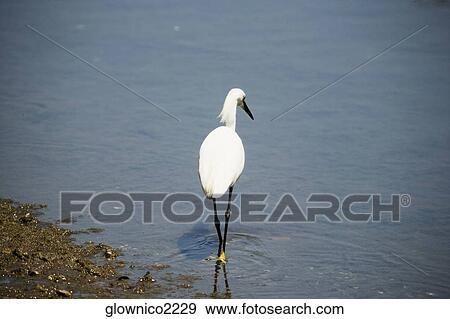 Rear view of an egret walking in water View Large Photo Image Stock Photo - Rear view of an egret walking in water. Fotosearch