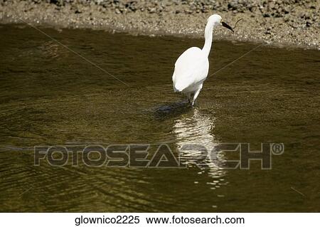 Rear view of an egret walking in water View Large Photo Image Stock Photography - Rear view of an egret walking in water. Fotosearch