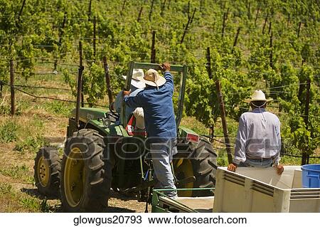 Rear view of three farmers on a tractor View Large Photo Image Stock Image - Rear view of three farmers on a tractor. Fotosearch