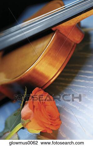Red rose and violin, close-up View Large Photo Image Stock Image - Red rose and violin, close-up. Fotosearch