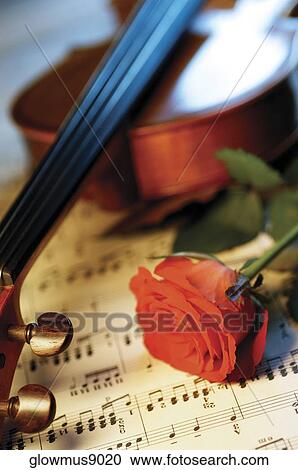 Red rose, violin and sheet music, close-up View Large Photo Image Stock Image - Red rose, violin and sheet music, close-up. Fotosearch