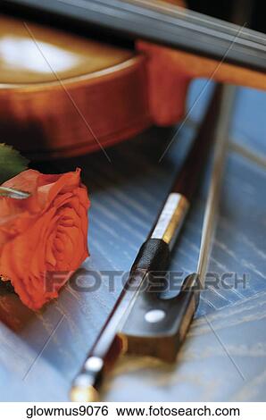 Red rose, violin, violin bow and sheet music, close-up View Large Photo Image Stock Photograph - Red rose, violin, violin bow and sheet music, close-up. Fotosearch