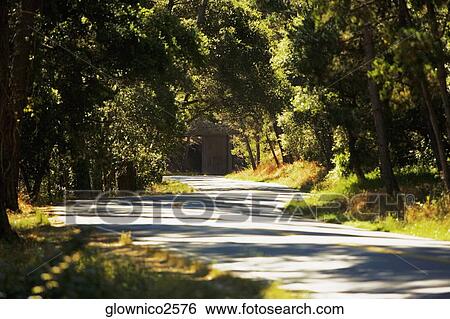 Road passing through a forest View Large Photo Image Stock Photograph - Road passing through a forest. Fotosearch