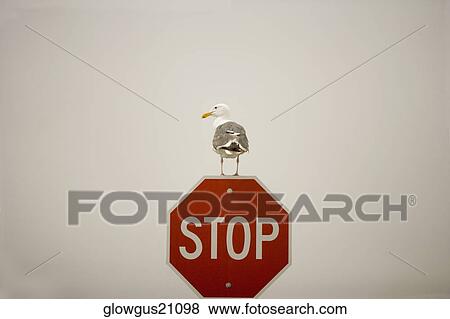 Seagull perches on a stop sign View Large Photo Image Stock Photo - Seagull perches on a stop sign. Fotosearch