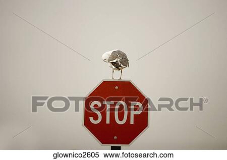 Seagull perches on a stop sign View Large Photo Image Stock Photography - Seagull perches on a stop sign. Fotosearch