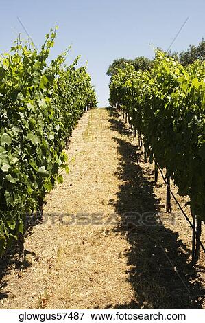 Shadow of plants on the path View Large Photo Image Stock Photo - Shadow of plants on the path. Fotosearch
