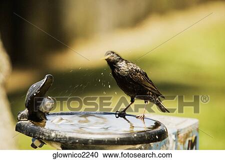 Side profile of a bird perched on a bird bath View Large Photo Image Stock Image - Side profile of a bird perched on a bird bath. Fotosearch