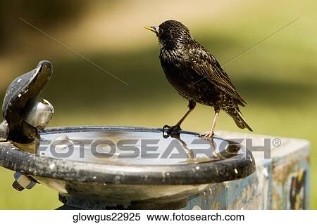 Stock Photography - Side profile of a bird perched on a bird bath. Fotosearch