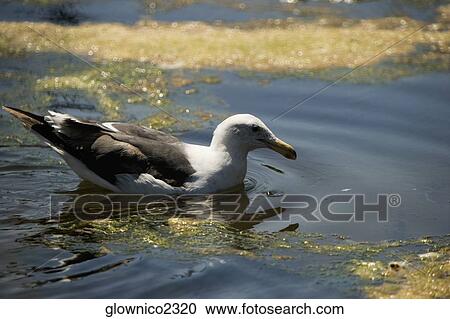 Stock Image - Side profile of a seagull in water. Fotosearch