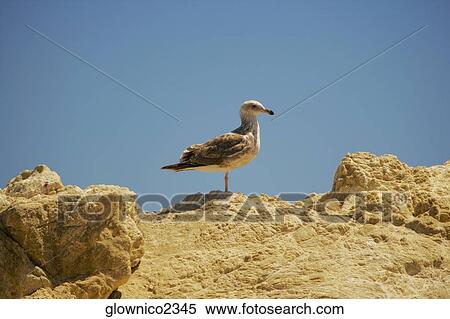 Stock Photography - Side profile of a seagull on a rock. Fotosearch