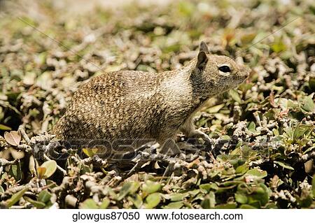 Side profile of a squirrel View Large Photo Image Stock Image - Side profile of a squirrel. Fotosearch