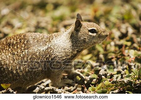Side profile of a squirrel View Large Photo Image Stock Photograph - Side profile of a squirrel. Fotosearch