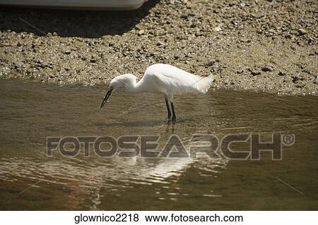 Side profile of an egret walking in water View Large Photo Image Stock Photo - Side profile of an egret walking in water. Fotosearch