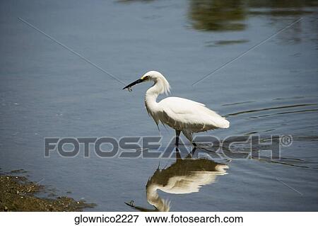 Stock Photo - Side profile of an egret walking in water. Fotosearch
