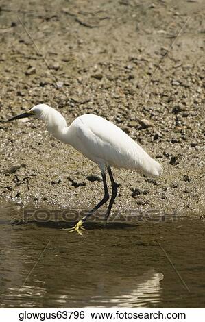Side profile of an egret walking in water View Large Photo Image Stock Photograph - Side profile of an egret walking in water. Fotosearch