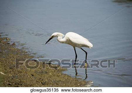 Stock Photography - Side profile of an egret walking in water. Fotosearch
