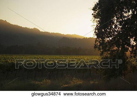 Picture - Silhouette of a vineyard at twilight. Fotosearch