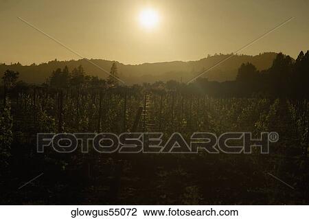 Silhouette of a vineyard at twilight View Large Photo Image Stock Image - Silhouette of a vineyard at twilight. Fotosearch