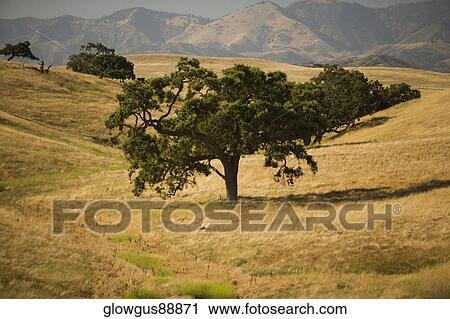 Trees in a field, High angle view of a tree in a meadow View Large Photo Image Stock Image - Trees in a field, High angle view of a tree in a meadow. Fotosearch