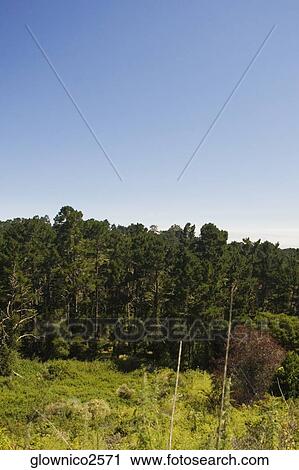 Trees on a landscape View Large Photo Image Stock Image - Trees on a landscape. Fotosearch