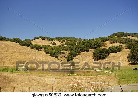Trees on a rolling landscape View Large Photo Image Stock Image - Trees on a rolling landscape. Fotosearch
