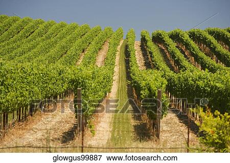 Stock Photo - Vineyard in a rolling landscape. Fotosearch
