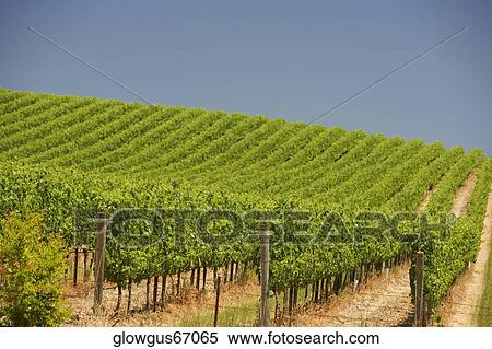 Vineyard in a rolling landscape View Large Photo Image Stock Photography - Vineyard in a rolling landscape. Fotosearch