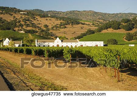 Vineyard in front of a building View Large Photo Image Stock Photography - Vineyard in front of a building. Fotosearch